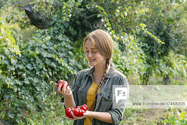 Smiling female farmer examining tomato in garden