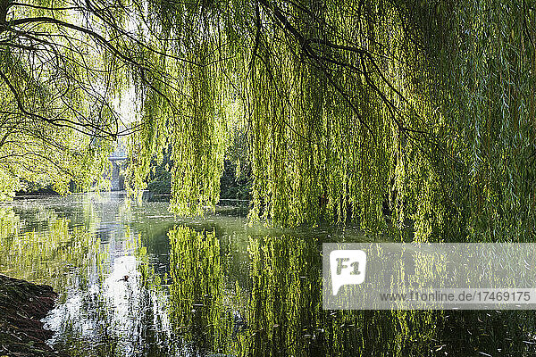 Germany  Saxony  Leipzig  Large willow tree growing over Karl-Heine-Kanal in summer