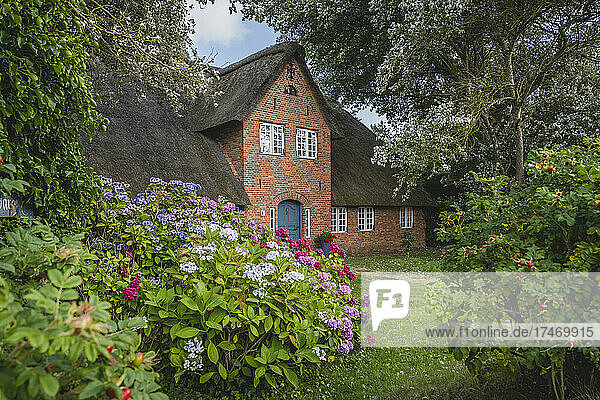 Germany  Schleswig-Holstein  Sylt  Flowers blooming in front of rustic brick house