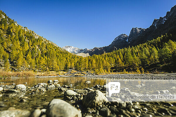 Valley of coniferous trees near river during sunny day in Val Masino  Sondrio  Italy