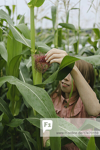 Mädchen berührt Ernte im Maisfeld