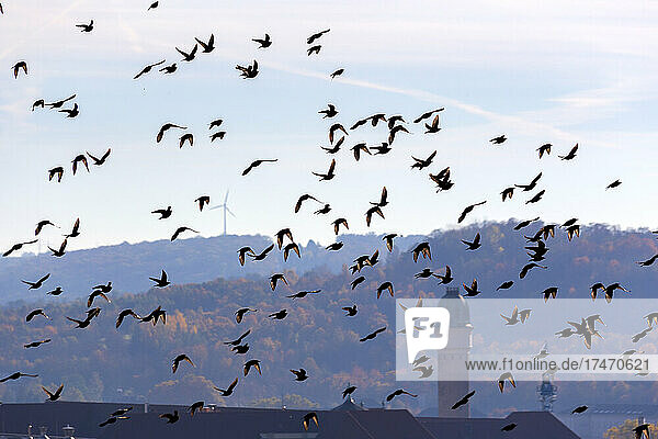 Flock of starlings flying against autumn grove