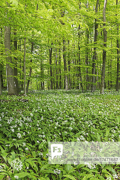 Ramson flowering plants in forest