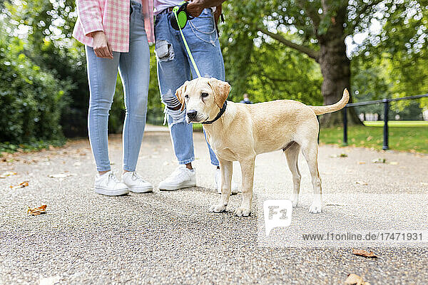 Dog standing by young couple in public park