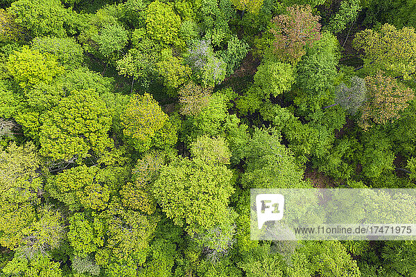 Aerial view of lush green forest in spring
