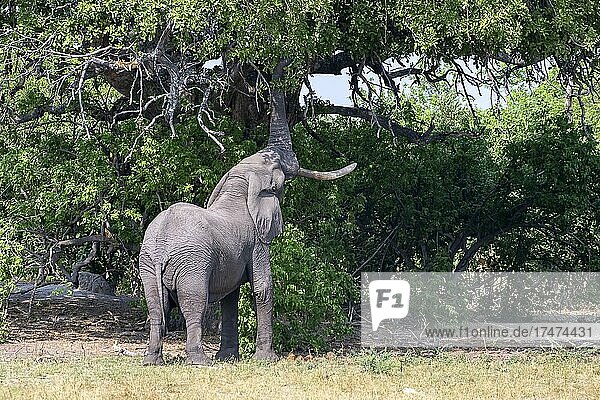 Afrikanischer Buschelefant (Loxodonta africana)  Moremi Game Reserve West  Okavango Delta  Botswana  Afrika