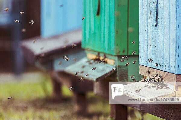 Honigbiene (Apis mellifera)  Schwarm  Bienenstand  Bienenstock  Honig  Podkarpackie  Polen  Europa