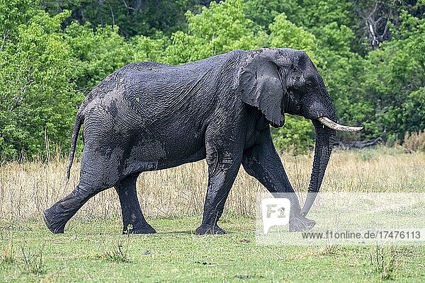Afrikanischer Buschelefant (Loxodonta africana), Moremi Game Reserve West, Okavango Delta, Botswana, Afrika