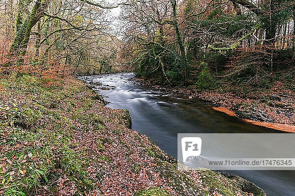 Herbstfarben über dem Fluss Dart  Dartmoor Park  Devon  England  Großbritannien  Europa