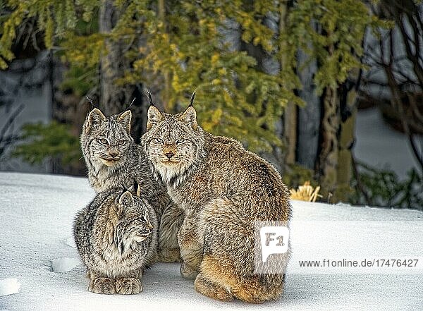 Wilde Kanada Luchse (Lynx canadensis) in freier Natur  Luchsmutter mit zwei Jungen  Winter  dichter Winterpelz  Kluane Front Range  Yukon Territory  Kanada  Nordamerika