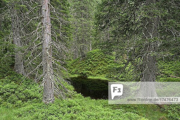 Rauriser Urwald  Moortümpel  Nationalpark Hohe Tauern  Hüttwinkltal  Kolm-Saigurn  Raurisertal  Pinzgau  Salzburger Land  Österreich  Europa
