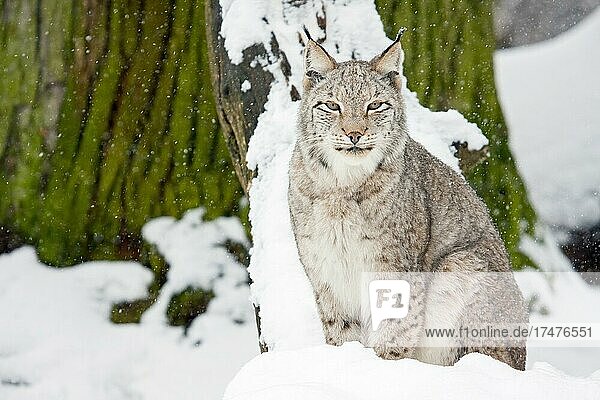 Eurasischer Luchs (Lynx lynx)  weiblich  sitzt auf schneebedecktem Boden  captive  Tierpark Sababurg  Hofgeismar  Hessen  Deutschland  Europa