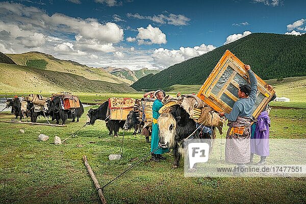 The nomadic family moves with yaks in the summer. Bayanhongor Province  Mongolia  Asia