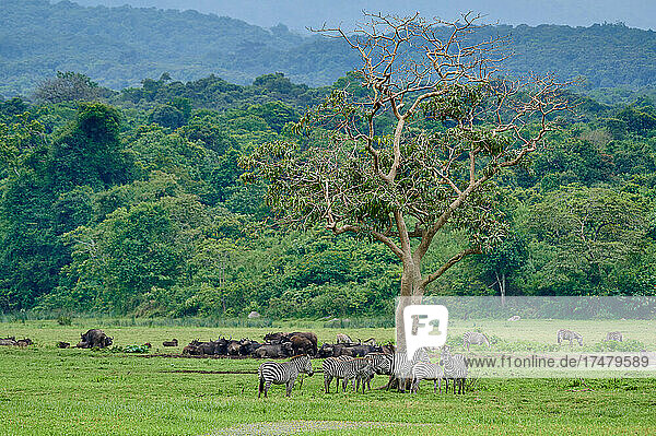 Plains zebra (Equus quagga) and Cape buffalo (Syncerus caffer) in little Serengeti  Arusha National Park  Tanzania  Africa|Plains zebra (Equus quagga) and African buffalo or Cape buffalo (Syncerus caffer) in little Serengeti  Arusha National Park  Tanzania  Africa|