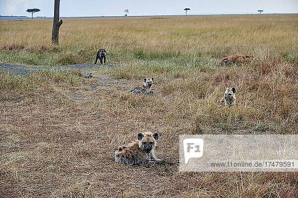 Tüpfelhyänenwelpen (Crocuta crocuta)am Bau im Serengeti-Nationalpark  UNESCO-Weltkulturerbe  Tansania  Afrika |Spotted hyena puppys (Crocuta crocuta) at den in Serengeti National Park  UNESCO world heritage site  Tanzania  Africa|