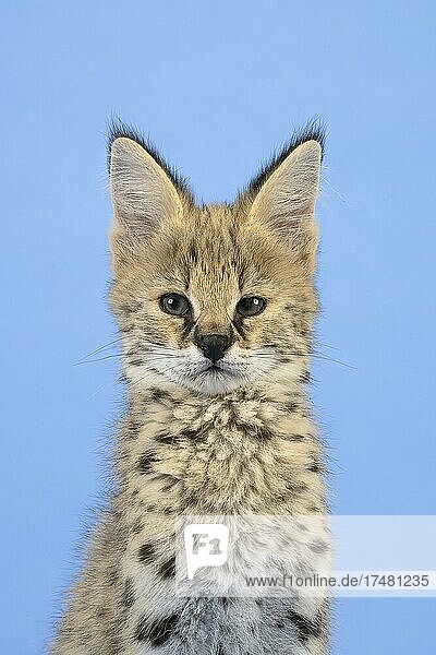 Serval (Leptailurus serval)  Jungtier  9 Wochen  captive  Tierportrait  Studioaufnahme  Österreich  Europa