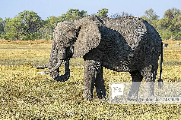 Afrikanischer Buschelefant (Loxodonta africana)  Moremi Game Reserve Ost  Okavango Delta  Botswana  Afrika