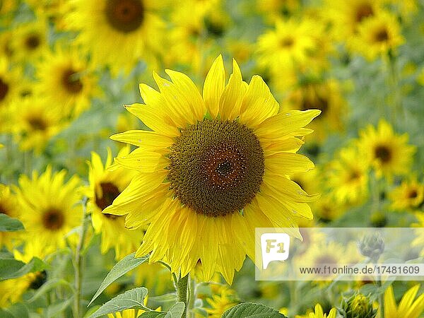 Sonnenblumenfeld  Sonnenblume (Helianthus annuus)  Sonnenblume