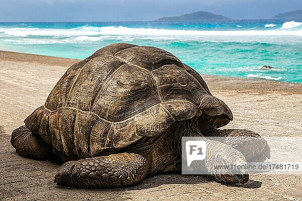 Aldabra-Riesenschildkröte (Geochelone gigantea) Aldabra Giant Tortoise Granitinsel La Digue Seychellen La Digue Seychellen Afrika