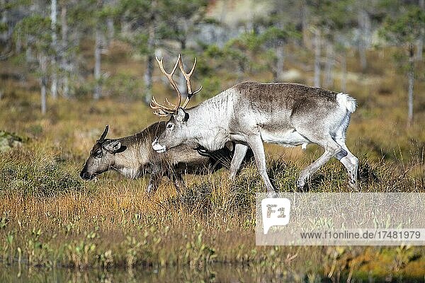 Rentiere (Rangifer tarandus) Efjord Tysfjord Ofoten Nordland Norwegen Europa