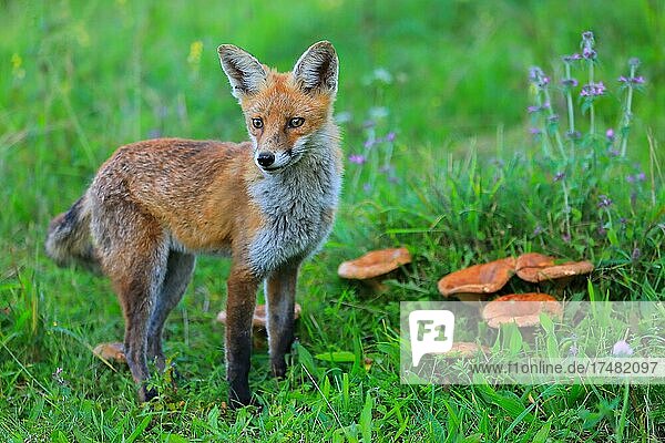 Rotfuchs (Vulpes vulpes) Junger Fuchs steht an einer Gruppe von Pilzen Rüde Krauchenwies Landkreis Sigmaringen Naturpark Obere Donau Baden-Württemberg Deutschland Europa