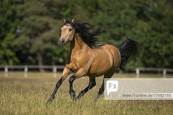 Pura Raza Española Hengst Falbe im ausgelassenen Galopp mit wehender Mähne auf der sommerlichen Weide Deutschland Europa