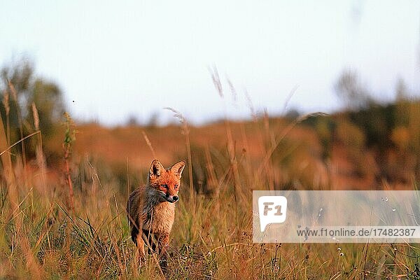 Rotfuchs (Vulpes vulpes) junger Fuchs läuft durch Gras Herbst Krauchenwies Landkreis Sigmaringen Naturpark Obere Donau Baden-Württemberg Deutschland Europa