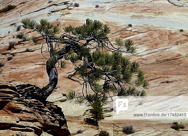 Pinienbaum vor Felswand Zion Nationalpark Utah USA Nordamerika