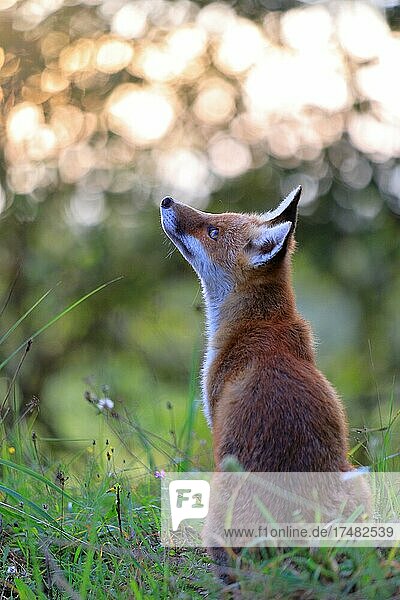 Rotfuchs (Vulpes vulpes) junger Fuchs schaut nach oben Rüde Krauchenwies Landkreis Sigmaringen Naturpark Obere Donau Baden-Württemberg Deutschland Europa