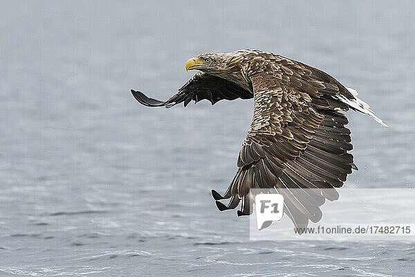 Seeadler (Haliaeetus albicilla) Greifvogel Ansitzwarte auf Felsen im Fjord Lauvsnes Nord-Trondelag Norwegen Europa