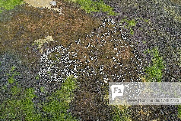 Luftbild einer Schafherde im Neustädter Moor  Wagenfeld  Niedersachsen  Deutschland  Europa