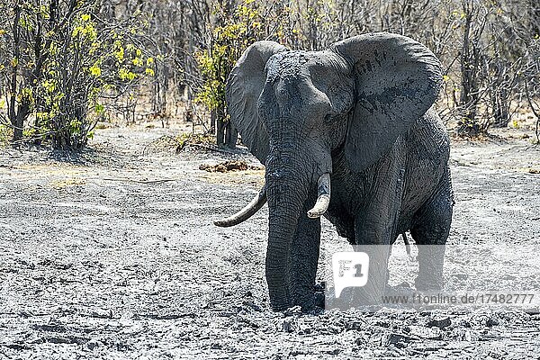 Afrikanischer Buschelefant (Loxodonta africana)  Schlammbad  Savuti  Chobe National Park  Botswana  Afrika