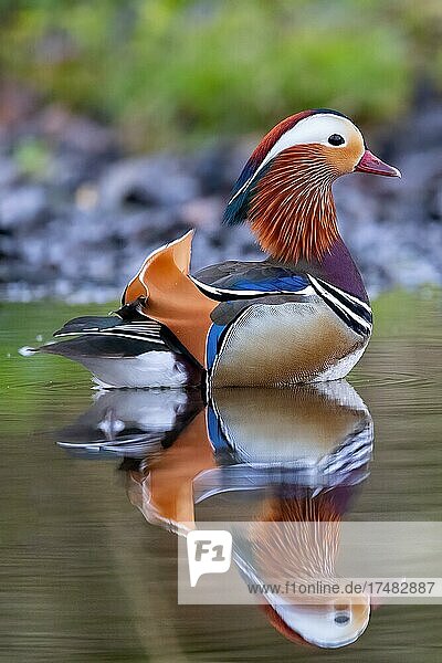 Mandarinentenerpel (Aix galericulata) spiegelt sich auf der Wasseroberfläche Bochum Nordrhein-Westfalen Deutschland Europa