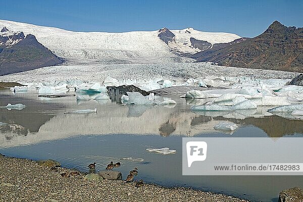 Icebergs and ice reflected in a lake  ducks  glacier  mountains  Fjällsarlon  Vatnajökull  South Iceland  Iceland  Europe