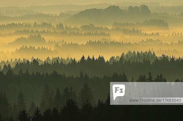 Nebelstimmung im Wald Landschaft bei Kempten Bayern Deutschland