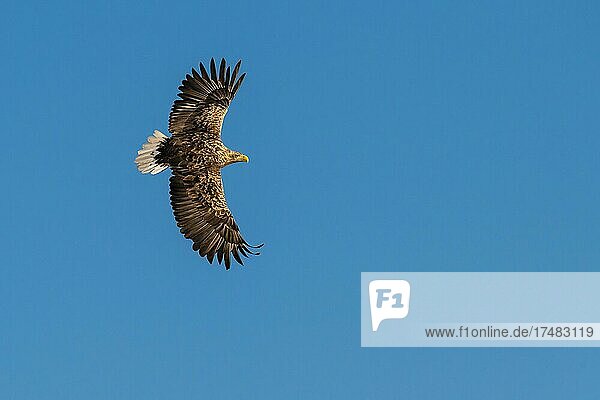 Seeadler (Haliaeetus albicilla) Greifvogel im Flug Beutestoß Lauvsnes Nord-Trondelag Norwegen Europa
