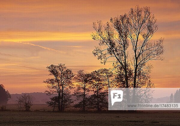 Abendrot und Baumgruppe Baumlandschaft bei Tennenlohe Kreis Erlangen Franken Bayern Deutschland Europa