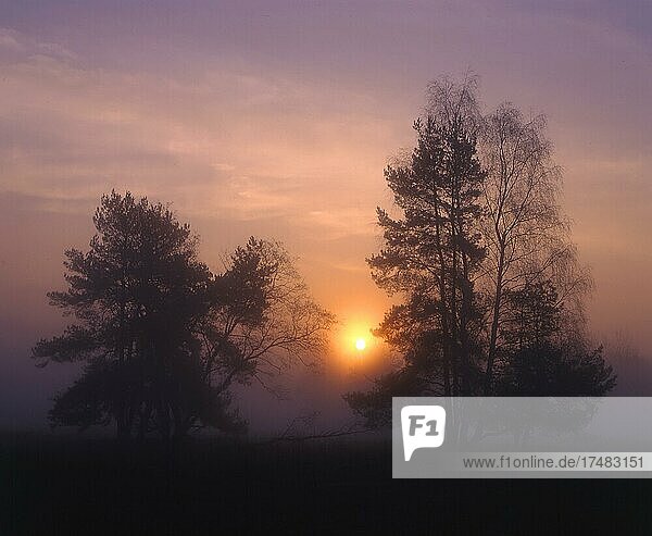 Sonnenaufgang im Naturschutzgebiet Exerzierplatz in Erlangen Nebel Sonne Morgenrot Bäume Dunst magisches Licht