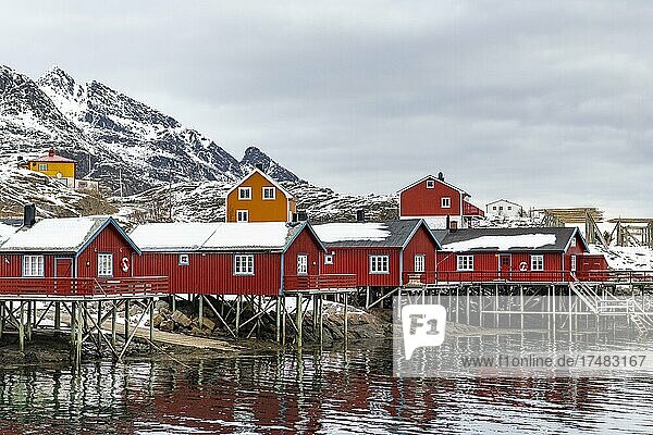 Farbige Bootshäuser im Hafen  Skandinavien  Tind  Nordland  Lofoten  Norwegen  Europa