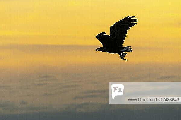 Seeadler (Haliaeetus albicilla) Greifvogel im Flug Beutestoß Silhouette Sonnenuntergang Abendrot Lauvsnes Nord-Trondelag Norwegen Europa