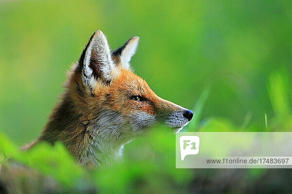 Rotfuchs (Vulpes vulpes) Portrait eines jungen Fuchses Rüde Krauchenwies Landkreis Sigmaringen Naturpark Obere Donau Baden-Württemberg Deutschland Europa