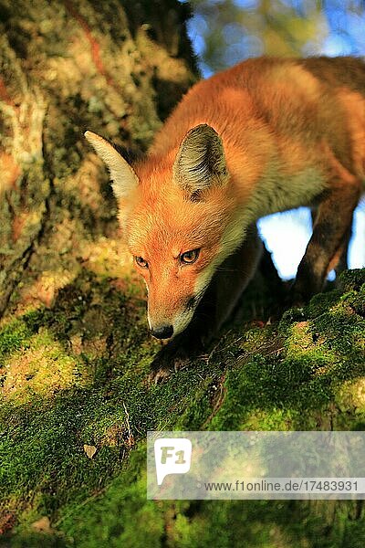 Rotfuchs (Vulpes vulpes) junger Fuchs steht zwischen zwei Bäumen Krauchenwies Landkreis Sigmaringen Naturpark Obere Donau Baden-Württemberg Deutschland Europa