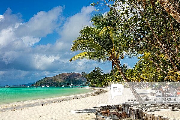 Dream beach with palm trees  Cote d'Or  Praslin  Seychelles  Praslin  Seychelles  Africa
