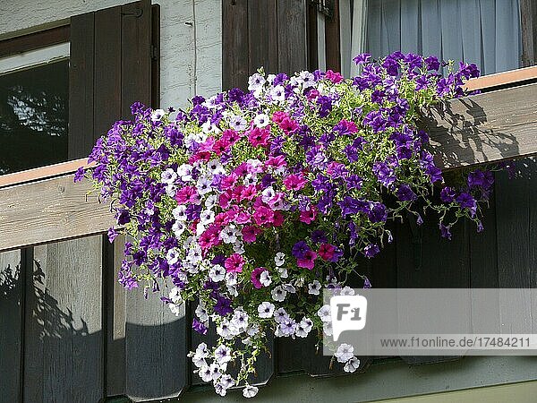 Sommerblumen Stauden Staudengarten Petunien am Balkon Balkonblumen