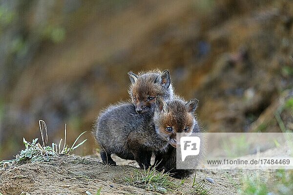 Rotfuchs (Vulpes vulpes) Rüde zwei Welpen vor dem Bau Krauchenwies Landkreis Sigmaringen Naturpark Obere Donau Baden-Württemberg Deutschland Europa
