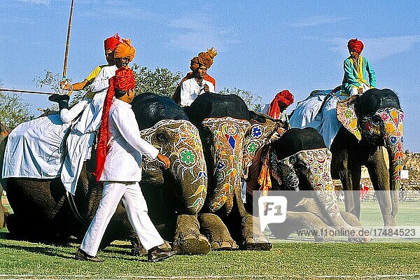 Elephant polo at Holi festival  Jaipur  Rajasthan  India  Asia