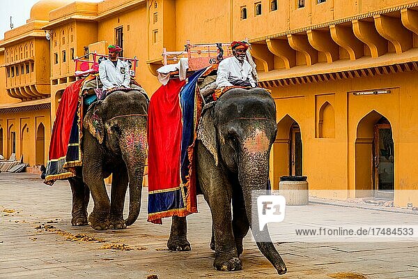 On the back of elephants to Amber Fort  Amber  Rajasthan  India  Asia