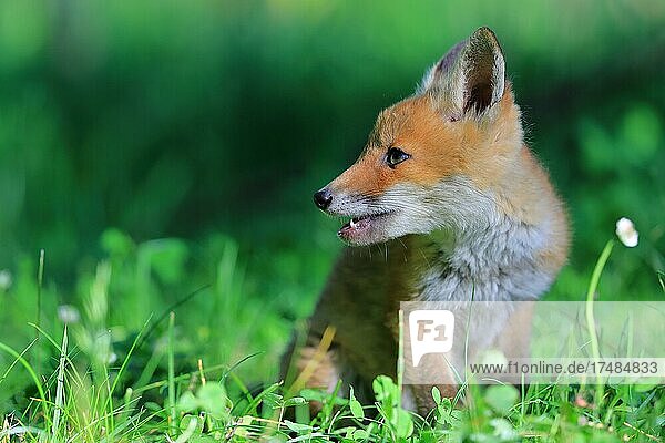 Rotfuchs (Vulpes vulpes) Welpe sitzt im Gras Krauchenwies Landkreis Sigmaringen Naturpark Obere Donau Baden-Württemberg Deutschland Europa