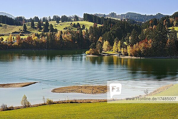 Autumnal mood with mixed forest at the Forggensee  Swabia  Bavaria  Germany  Europe