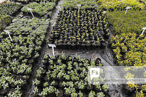 Pflanzen zu verkaufen  Stanford  Western Cape  Südafrika.